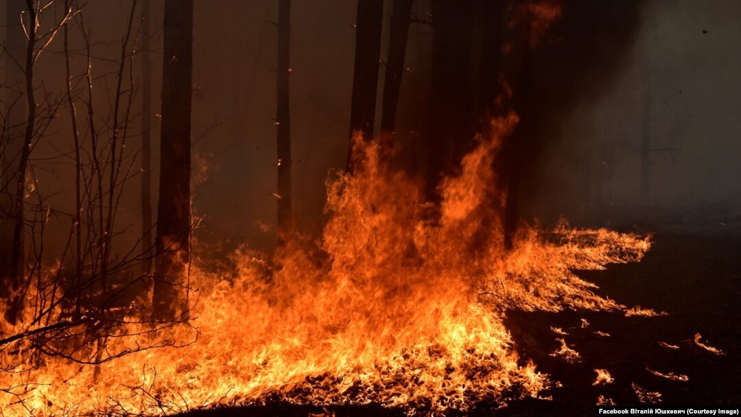 Лісова пожежа