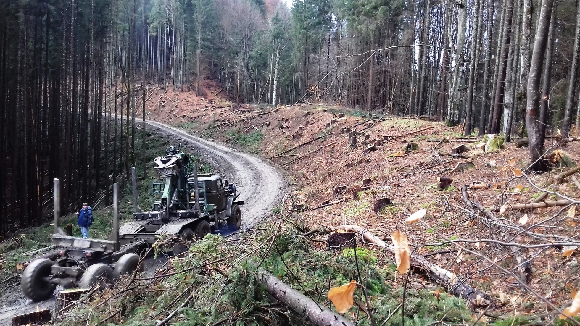 Вирубка лісу 1