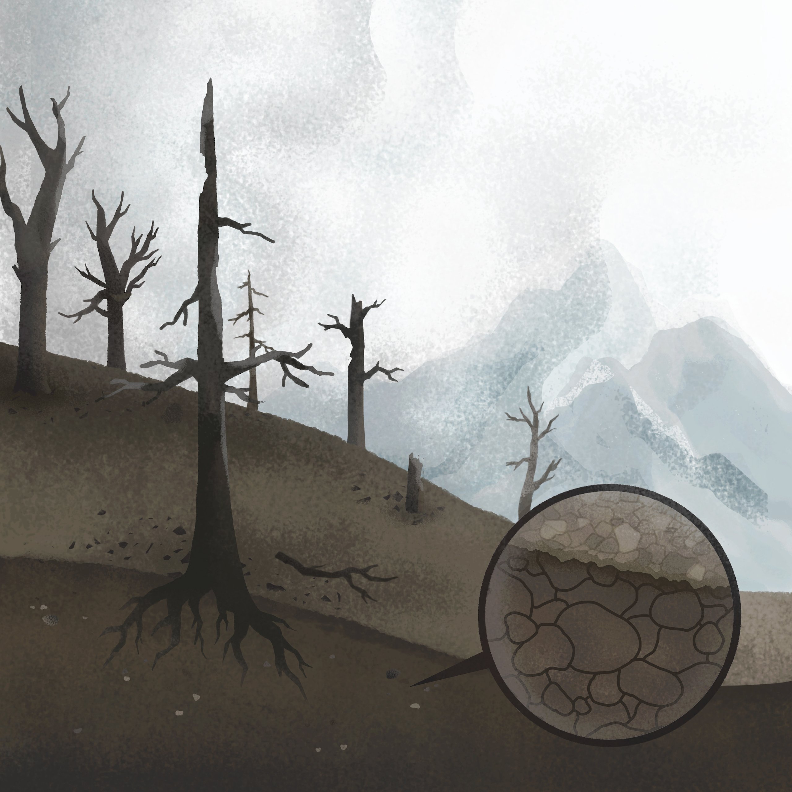 Ліс після пожеж 1