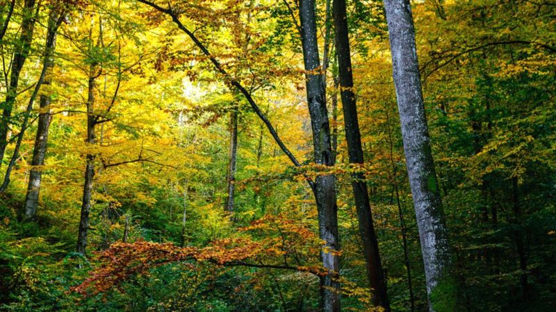 Буковий ліс