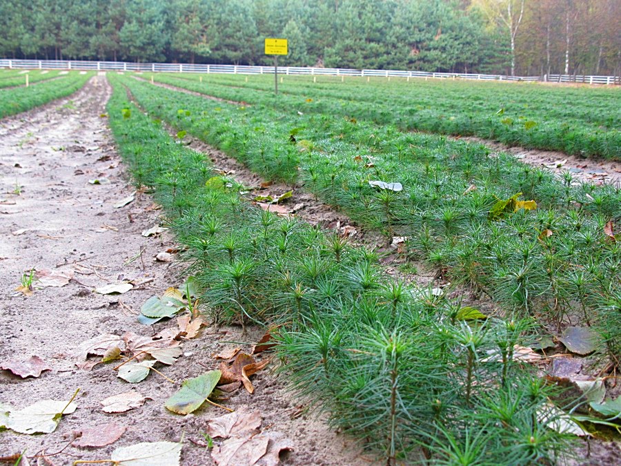 Молоді сосни Корсунь Шевченківська ТГ