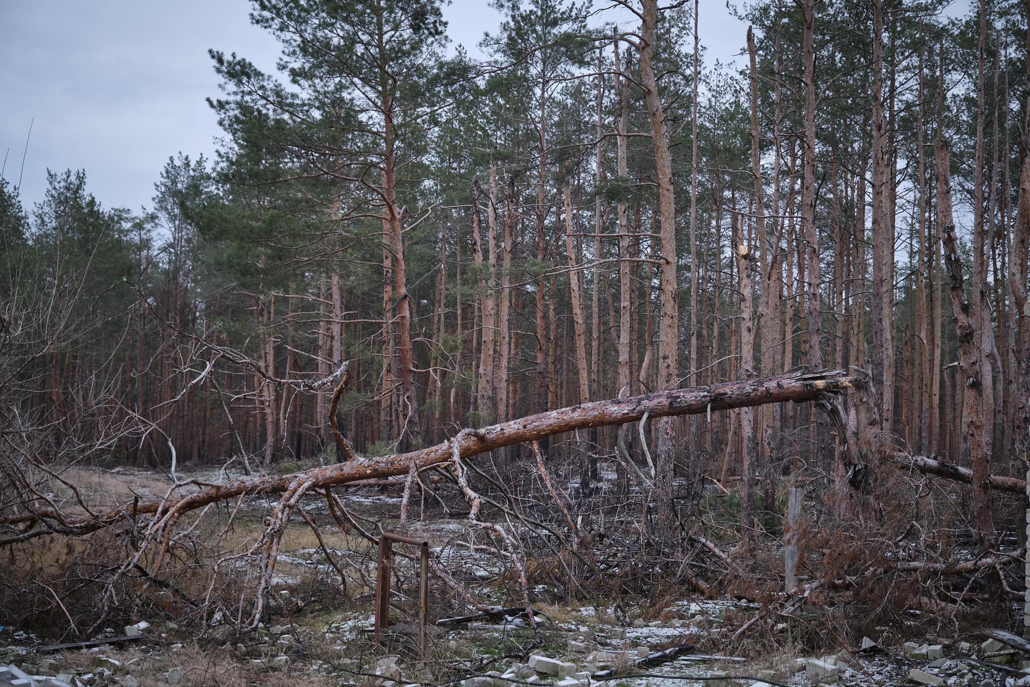 Сосновий ліс після окупації НПП Святі гори