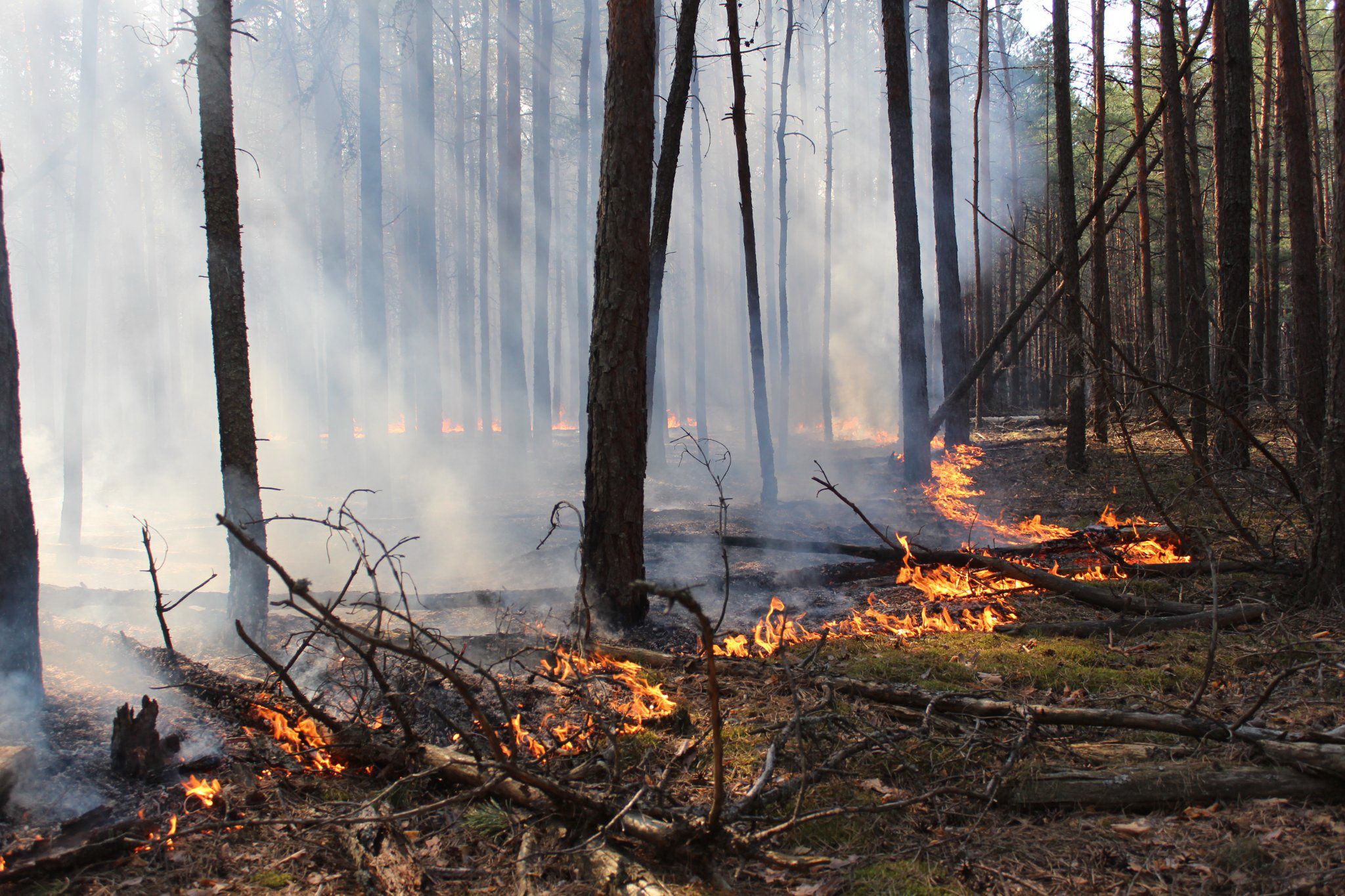 07.04.2023 Заповідник Древлянський проєкт Форест 6